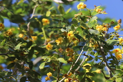 Erythrostemon yucatanensis
