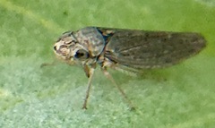 Amphigonalia severini