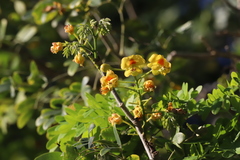 Erythrostemon yucatanensis