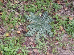 Cirsium texanum