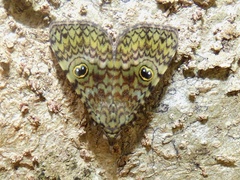 Glenopteris oculifera