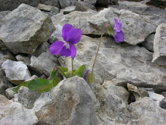 Viola sororia