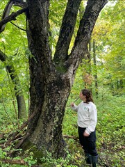 Betula alleghaniensis