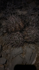 Homalocephala polycephala