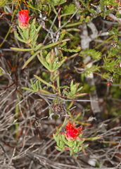 Lampranthus fergusoniae