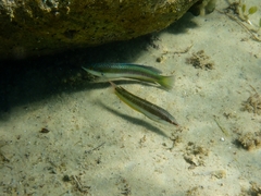 Halichoeres brownfieldi