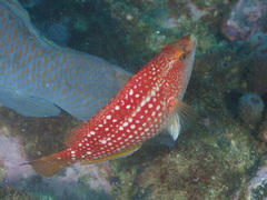 Notolabrus gymnogenis