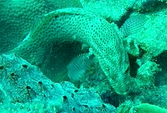 Cephalopholis cruentata