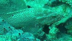 Cephalopholis cruentata