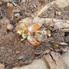 Anoplognathus viriditarsis