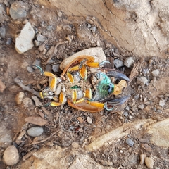 Anoplognathus viriditarsis