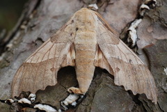 Marumba quercus