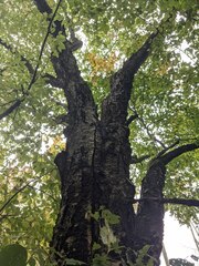 Betula alleghaniensis