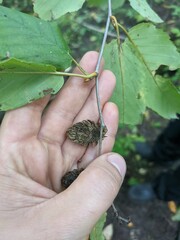 Betula alleghaniensis