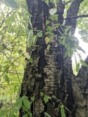 Betula alleghaniensis