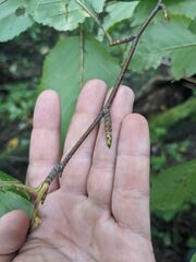 Betula alleghaniensis