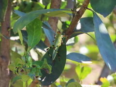 Zoniopoda tarsata