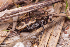 Neocicindela tuberculata