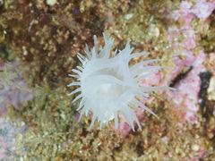 Phlyctenactis tuberculosa