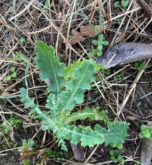 Sonchus asper