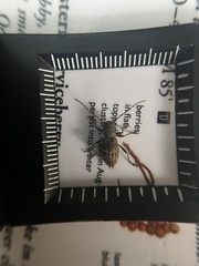 Plectrura spinicauda