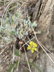 Eriogonum umbellatum
