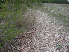 Haematococcus lacustris