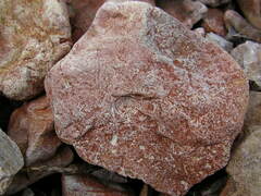 Haematococcus lacustris