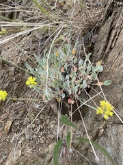 Eriogonum umbellatum