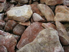 Haematococcus lacustris