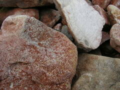 Haematococcus lacustris