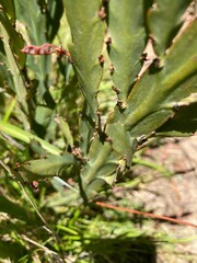 Bossiaea bracteosa
