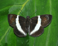 Eburuncus unifasciata
