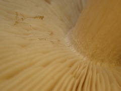 Tricholoma subacutum