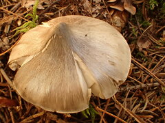 Tricholoma subacutum