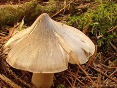 Tricholoma subacutum
