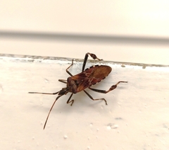 Leptoglossus occidentalis