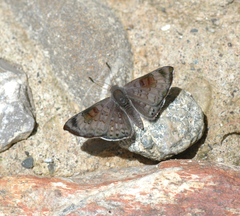 Apodemia hypoglauca hypoglauca