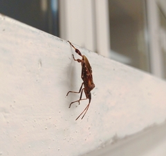 Leptoglossus occidentalis