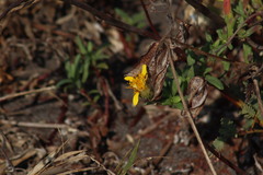 Pectis multiflosculosa