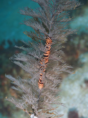 Astrobrachion constrictum