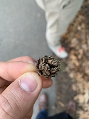 Cryptomeria japonica