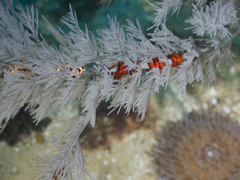 Astrobrachion constrictum