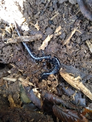 Plethodon mississippi