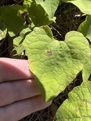 Mikania cordifolia