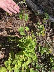 Mikania cordifolia