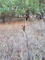Hypericum prolificum