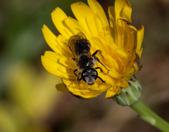 Chilalictus
