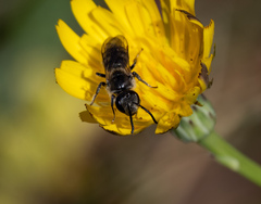 Chilalictus