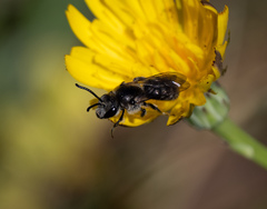Chilalictus